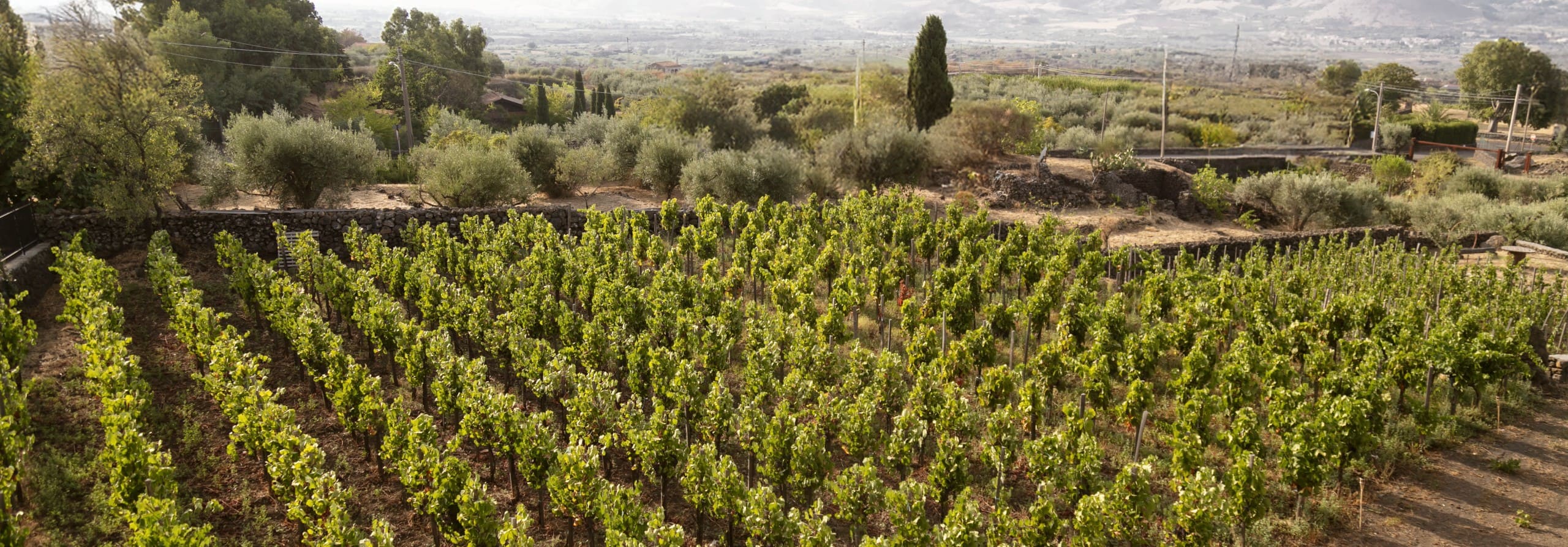 Degustazioni di vino sull’Etna